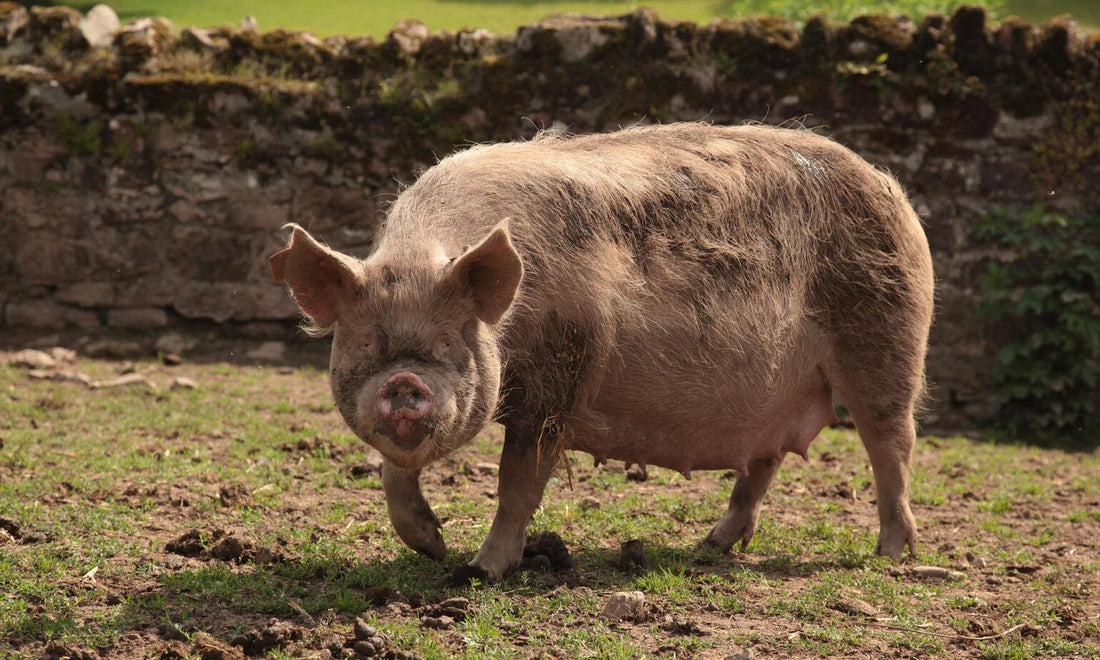 What Is Middle White Pork? Learn More About This Rare Breed