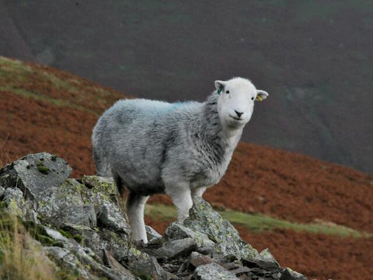 herdwick