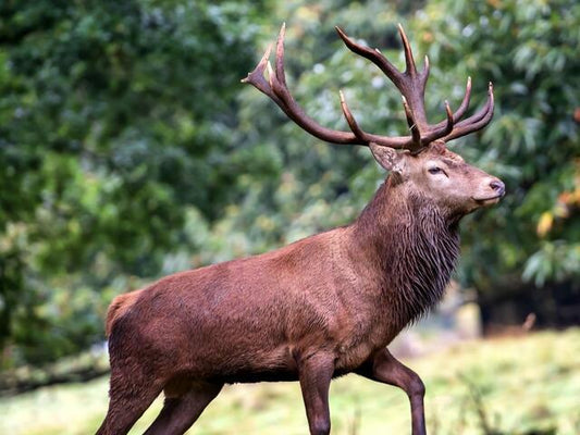 Red Deer