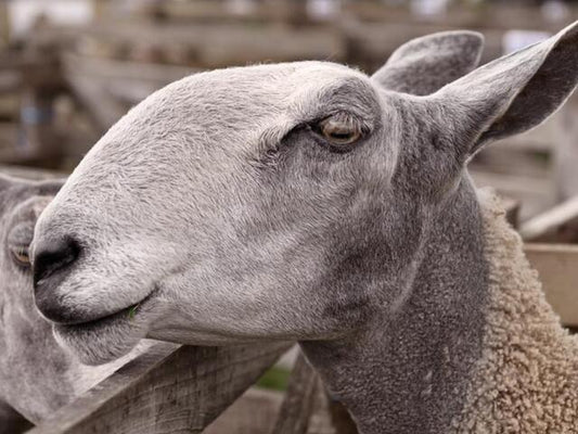 Blue Faced Leicester