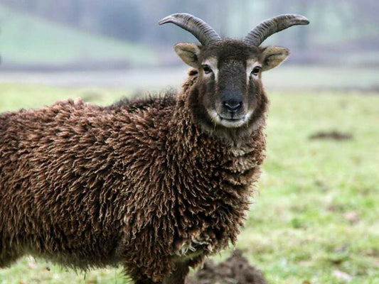 Soay
