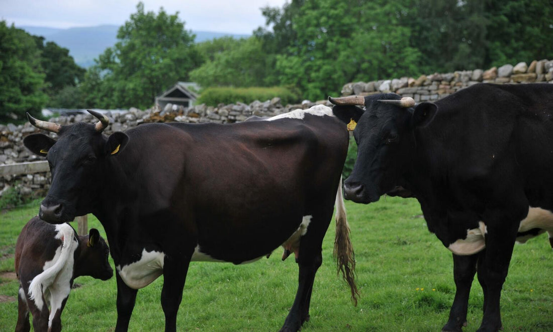 In Defence of Red Meat