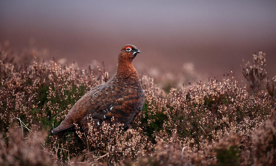 Game On as Consumer Interest Hits New Heights