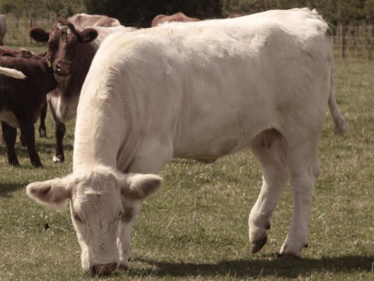 Shorthorn