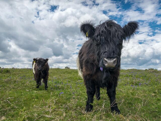Belted Galloway