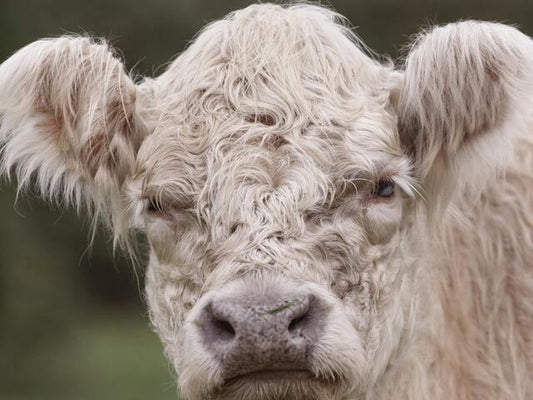 Whitebred Shorthorn