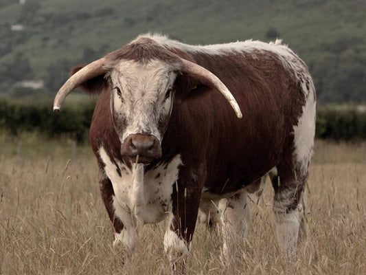Longhorn
