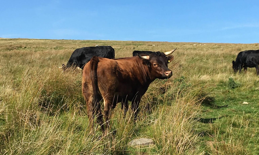 Buy Grass-Fed Beef to Eat Better Meat™
