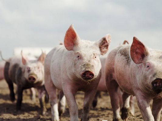 Anna's Happy Trotters, Anna Longthorp