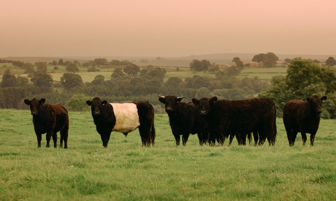 May Update from the Dales & Fells