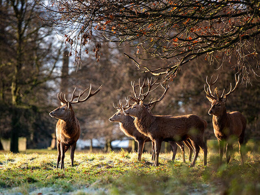 fountains abbey and studley royal