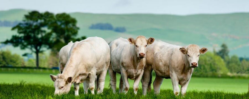 Hand Tied Topside Beef Joint