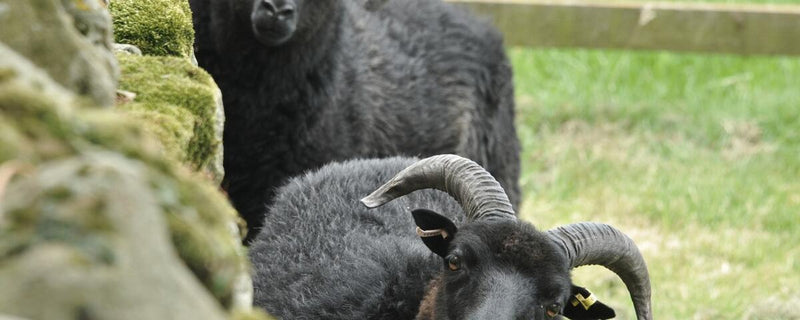 Heritage Breed Minced Lamb